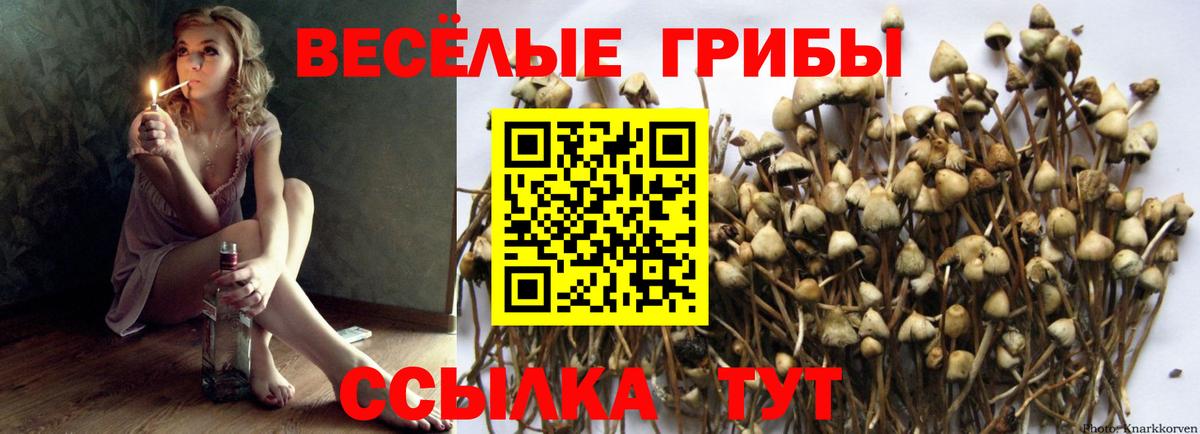 Нефтекумск  где купить наркоту  Вход с VPN  Псилоцибиновые грибы Psilocybine cubensis 